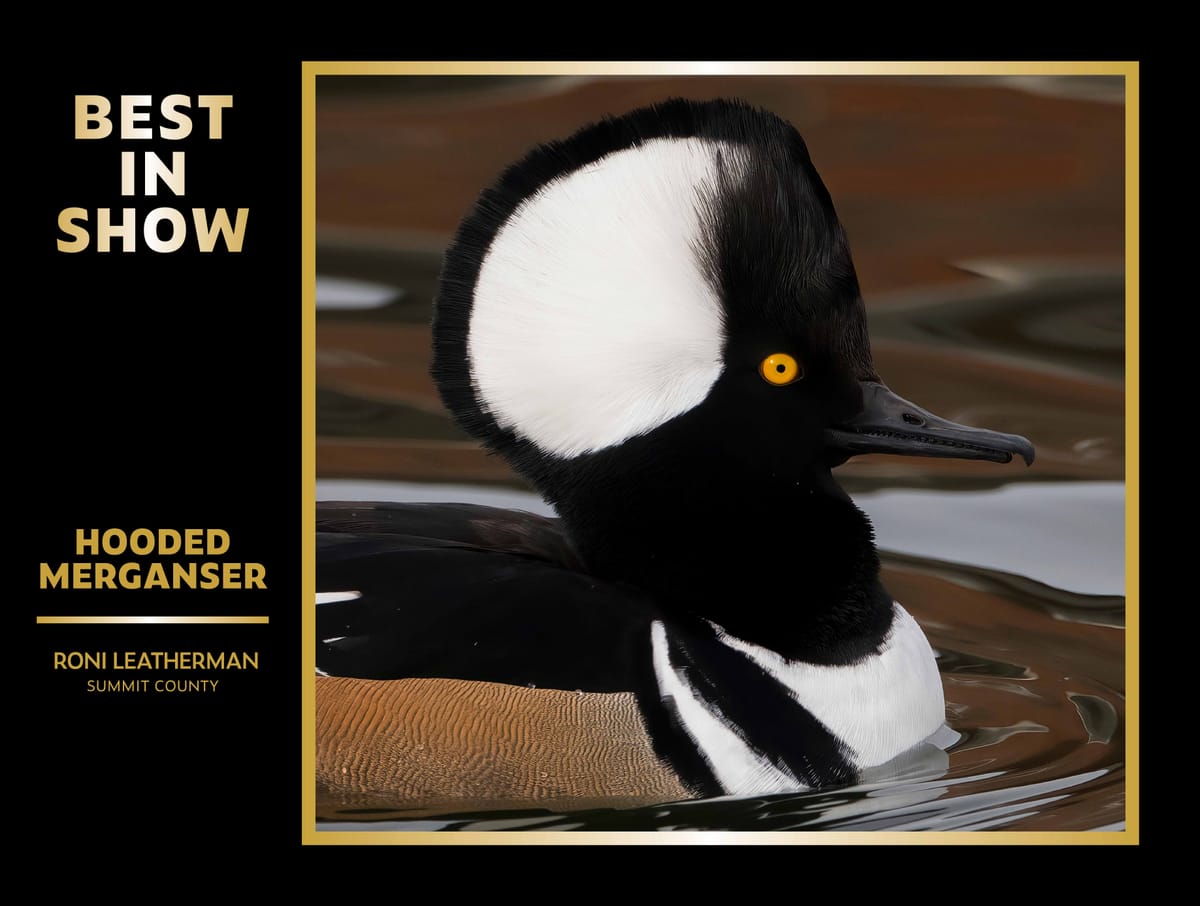 Wildlife Photography and Why It Matters for Conservation