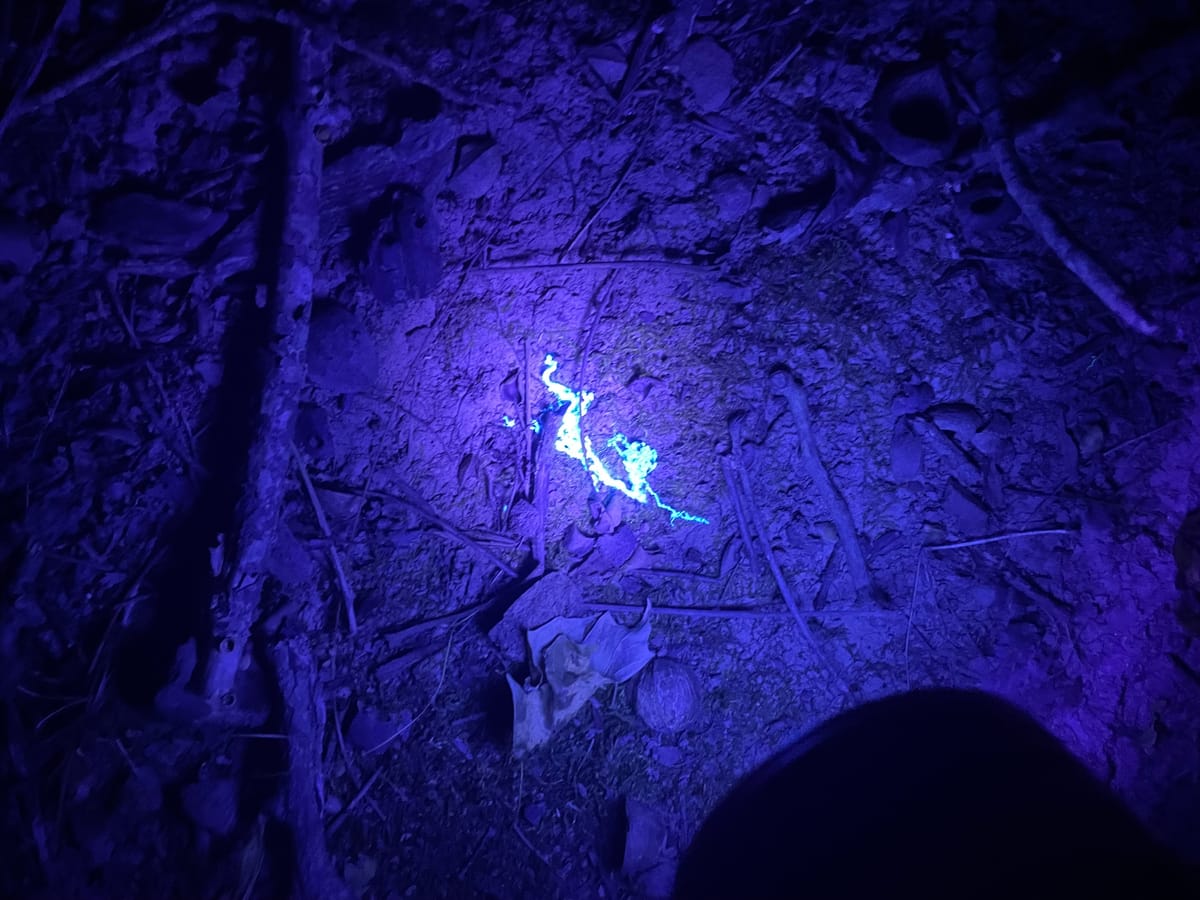 UV Night Hike