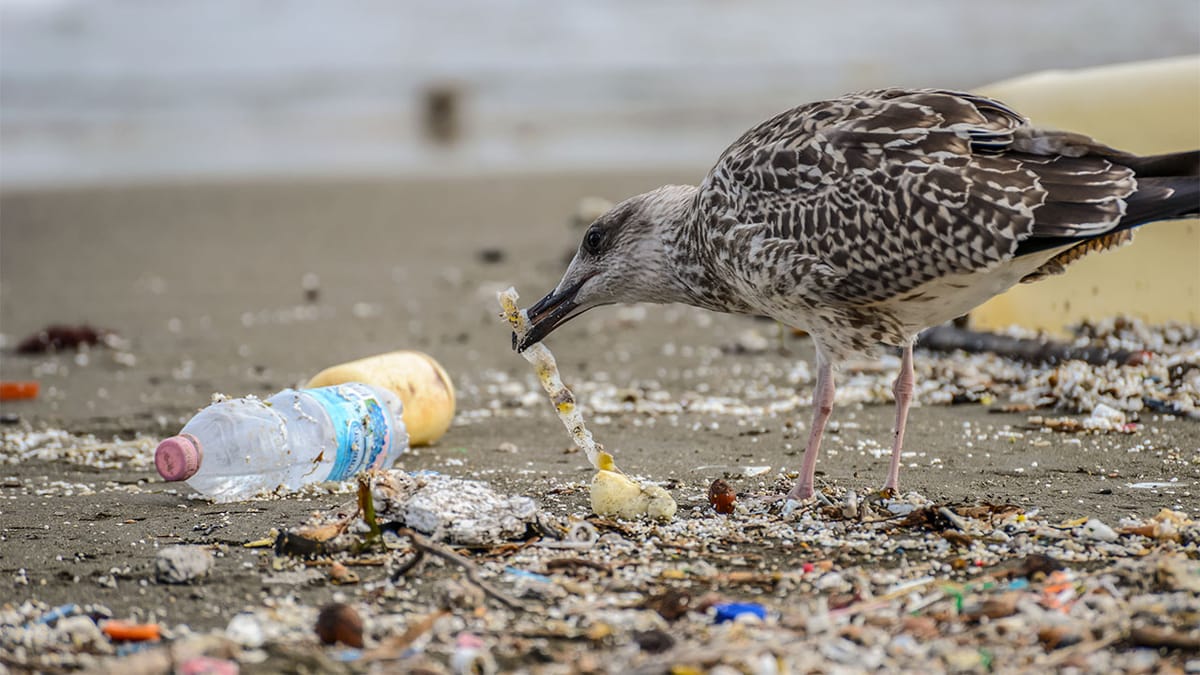 Turns Out, Plastic Smells Delicious to Animals