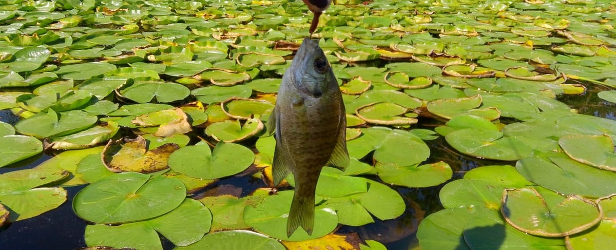 Reeling in Waste: Reimagining Shoreline Angler Waste Collection Methods