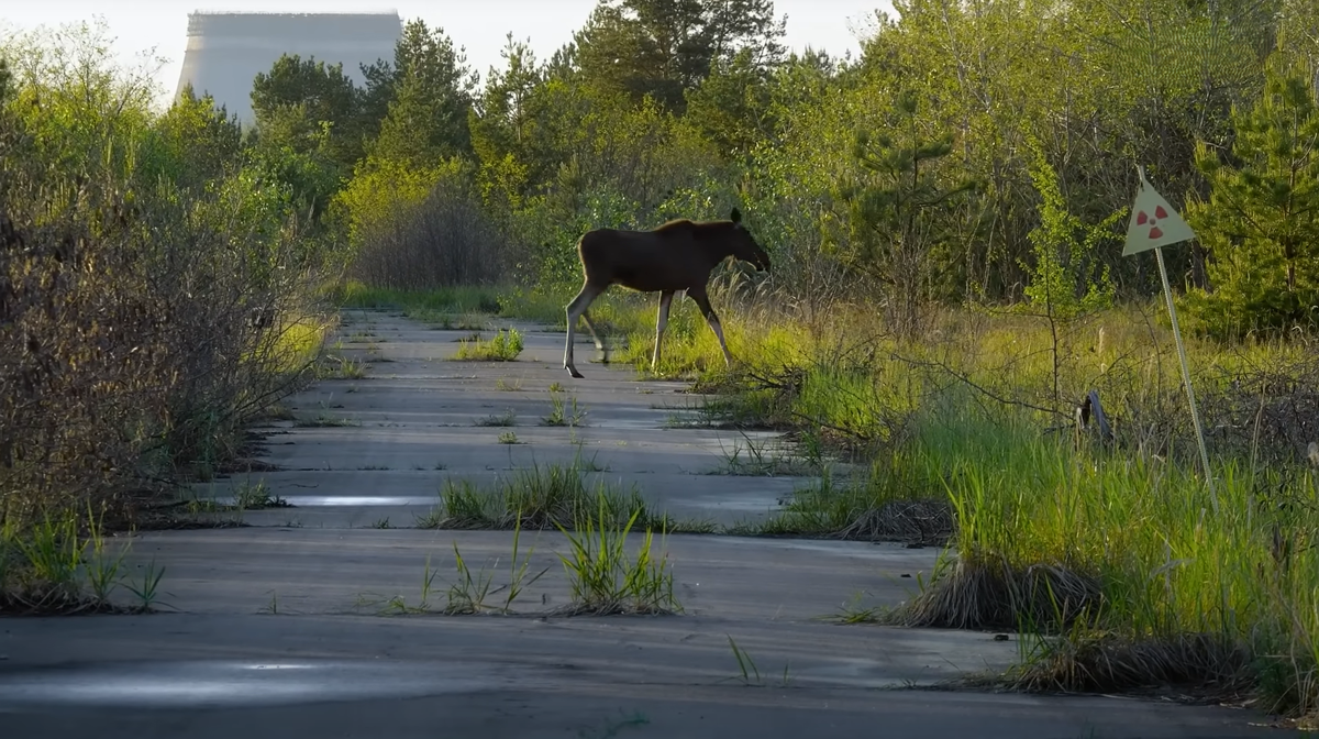 What Chernobyl Reveals About Forest Resiliency