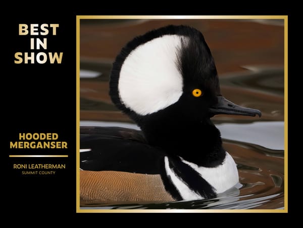 Wildlife Photography and Why It Matters for Conservation