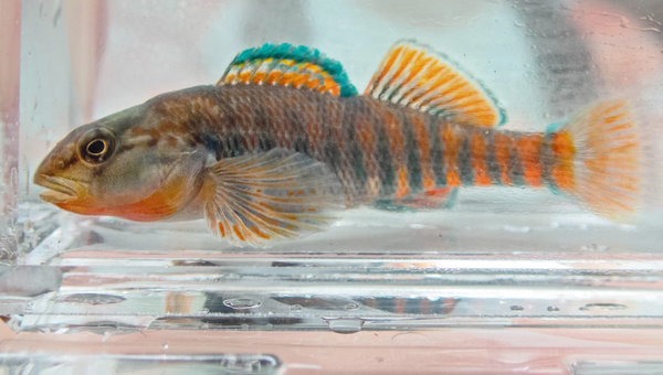 Fish monitoring used as proof of conservation