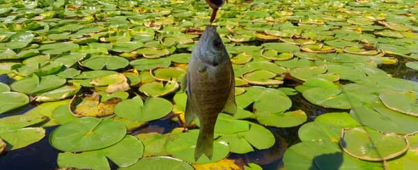 Reeling in Waste: Reimagining Shoreline Angler Waste Collection Methods